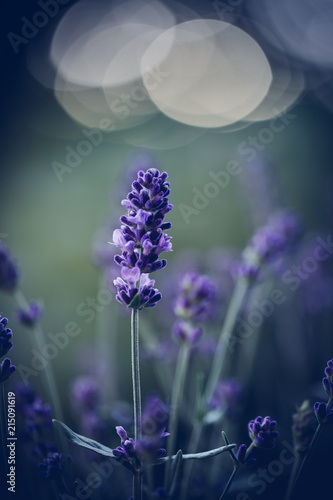 Fototapeta Naklejka Na Ścianę i Meble -  Lavendel im Abendlicht