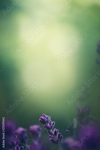 Fototapeta Naklejka Na Ścianę i Meble -  Lavendel vor grünen Hintergrund