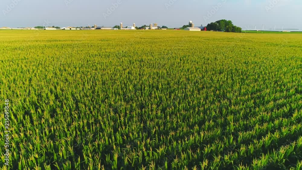 Healthy Midwest corn field in July, low aerial view with scenic Farms in background.
Healthy Midwest corn field in July, low aerial view with scenic Farms in background.