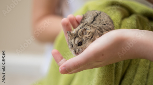An adorable hamster crawling into a young girl's hand. © Becky Wright
