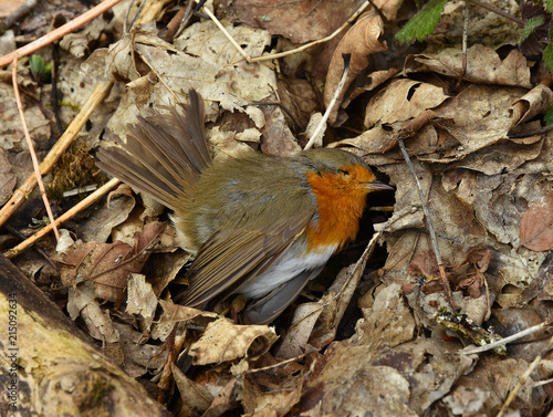 Totes Rotkehlchen liegt am Waldboden photo