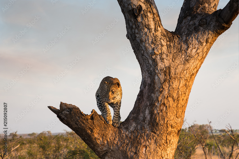 Leopard standing in a tree on beautiful winters day
