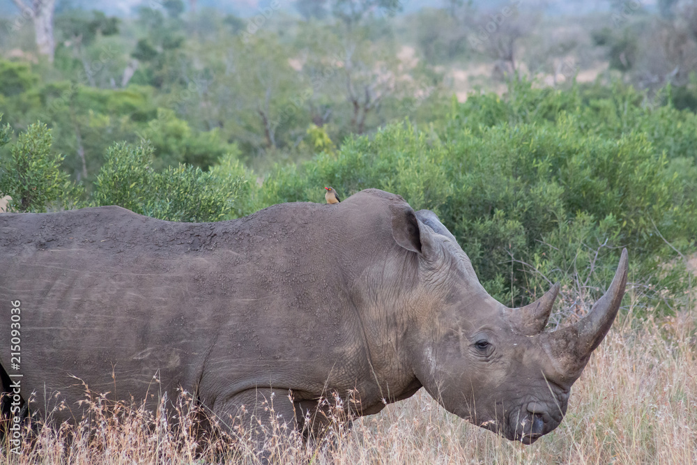 Obraz premium Rhino standing in the grass surrounded by trees and bushes
