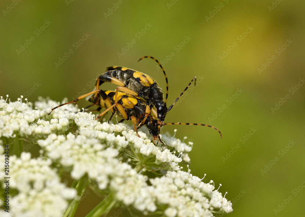 Gefleckter Schmalbock, Rutpela maculata, Gefleckter Schmalbock, Rutpela maculata,