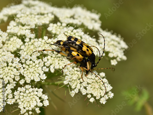 Gefleckter Schmalbock, Rutpela maculata, photo