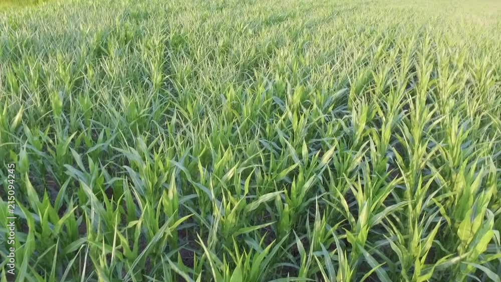 drone shots of a corn field in north carolina drone shots of a corn field in north carolina