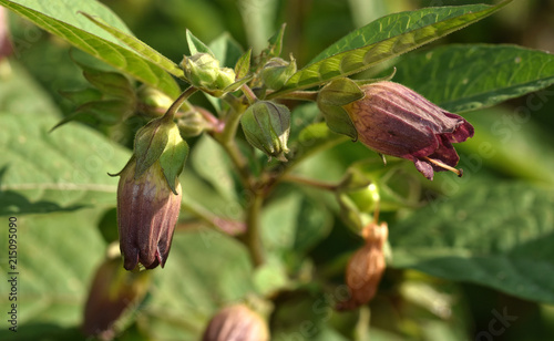 Foto Tollkirsche, Schwarze Tollkirsche, Atropa belladonna, Bluete,