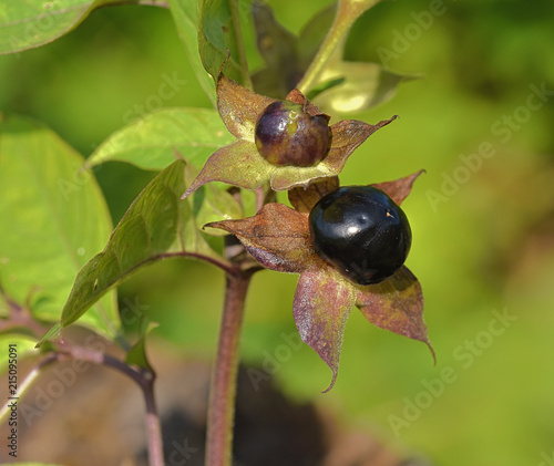 Tollkirsche, Schwarze Tollkirsche, Atropa belladonna, photo