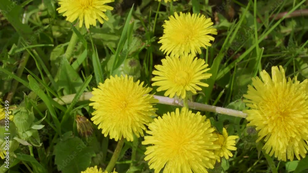18643_Closer_look_of_the_yellow_full_bloom_dandelion.mov 18643_Closer_look_of_the_yellow_full_bloom_dandelion.mov