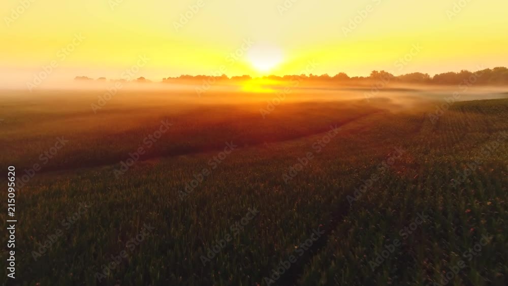 Surreal and ethereal foggy rural landscape in the light of sunrise.
Surreal and ethereal foggy rural landscape in the light of sunrise.