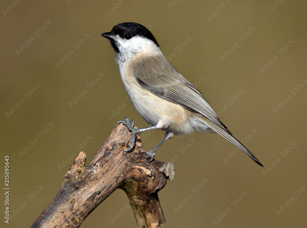 Fototapeta premium Sumpfmeise; Parus palustris; marsh tit;