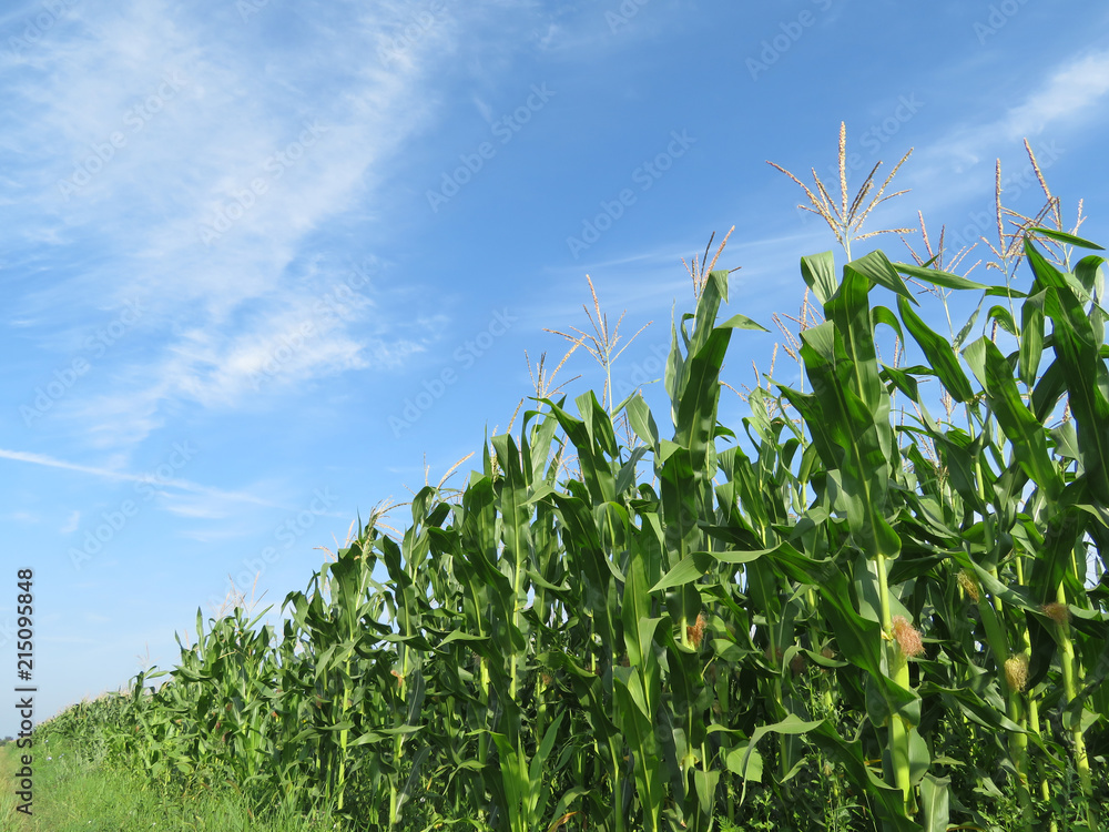 Fototapeta premium Green corn field and blue sky with clouds