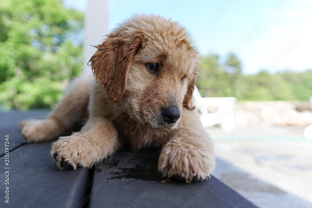 Curious Puppy Curious Puppy
