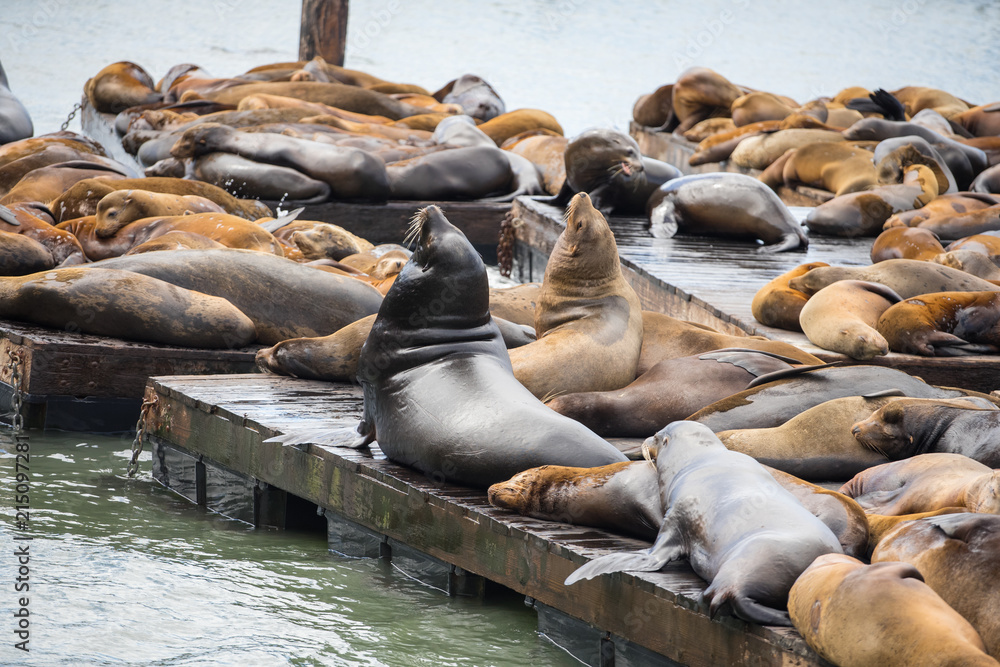 Fototapeta premium Sea Lion