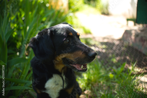 dog sitting in the grass