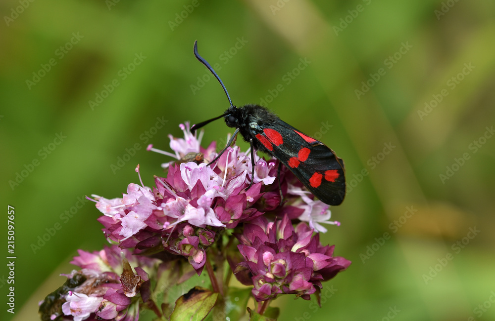 Sechsfleck-Widderchen; Zygaena filipendulae; Zygaena; Blutstroepfchen; Sechsfleck-Widderchen; Zygaena filipendulae; Zygaena; Blutstroepfchen;