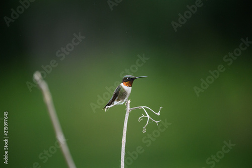 Hummingbird on a Branch
