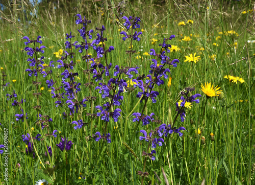 Wiesensalbei; Salvia pratensis; meadow clary;