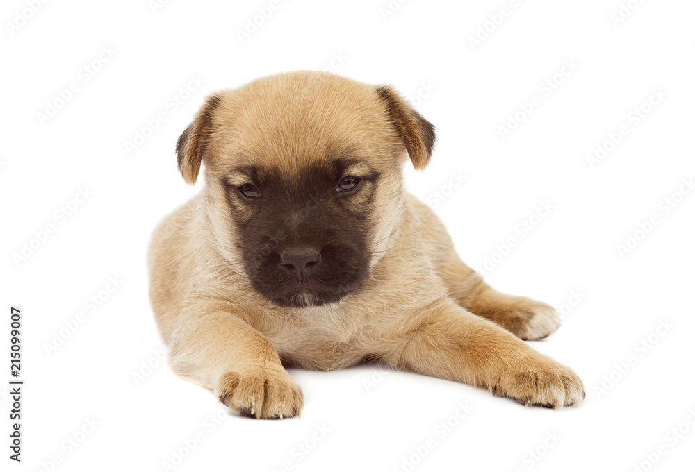 small baby dog or puppy isolated on white background