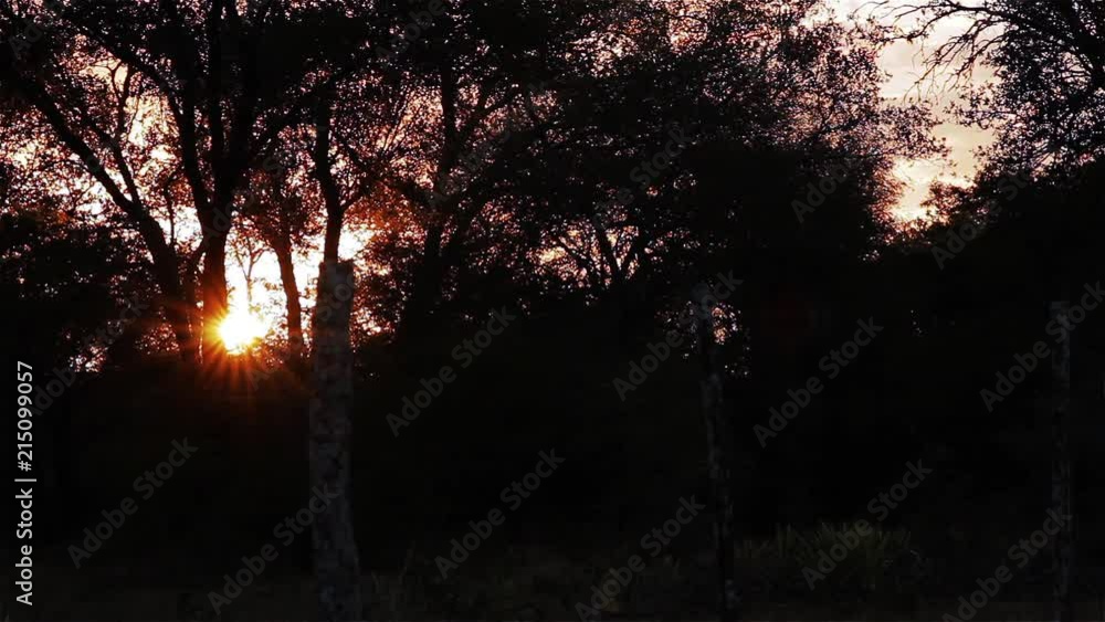 Sunset On The Edge Of The Forest. Sunset On The Edge Of The Forest.