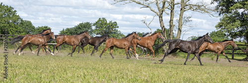 Fototapeta Naklejka Na Ścianę i Meble -  Racehorses enjoying their natural freedom lifestyle 