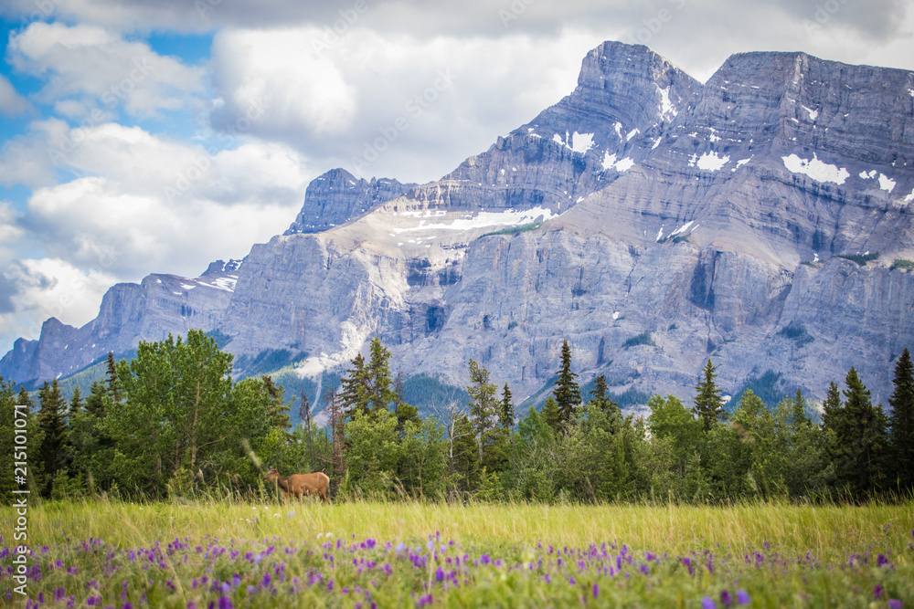Elk Grazing Banff