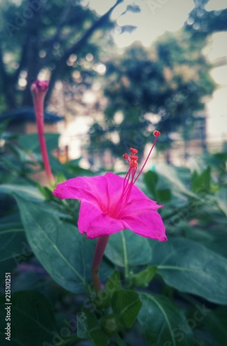 Pink fuchsia magenta Mirabilis jalapa, marvel of Peru, four o'clock flower, dondiego de noche,  stunning blossom with long stamens in outdoors garden in sunset background photo