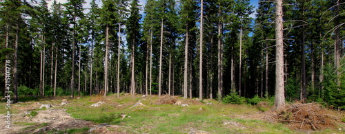 Iglasty las   wierkowy