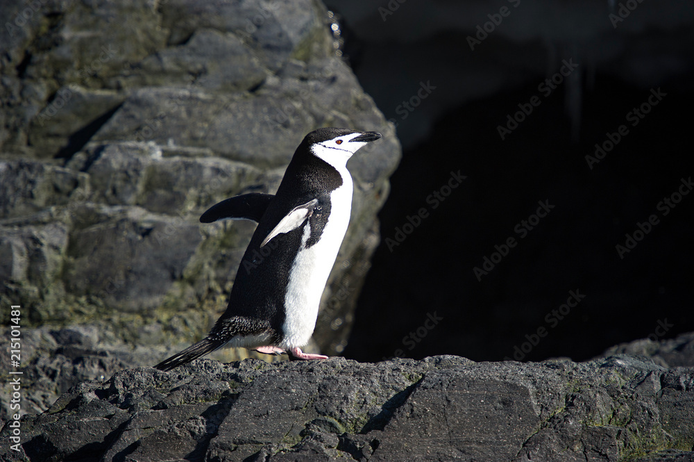 Obraz premium Pingüinos bárbijo en la península Antártica.