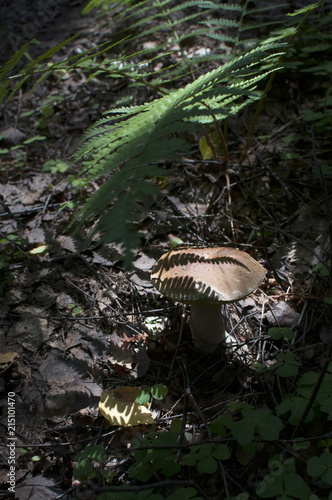 Boletus under leaves of fern in the woods © luckat