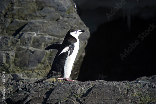 Pingüinos bárbijo en la península Antártica.