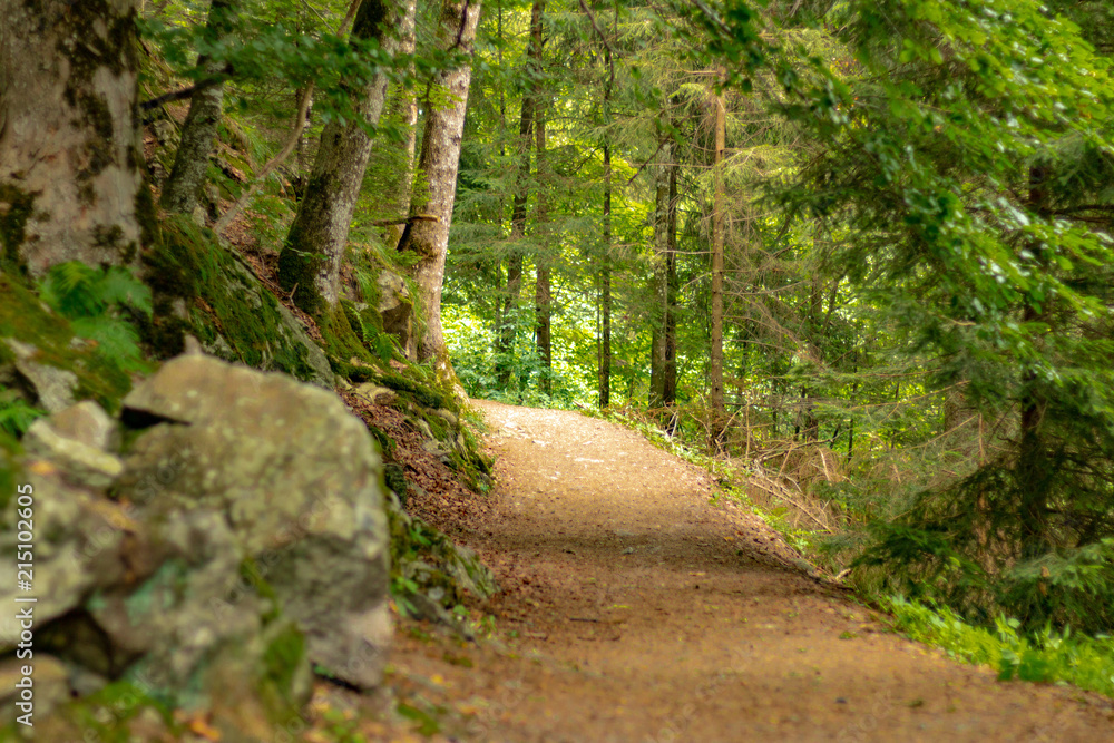 TODTNAU, GERMANY - JULY 20 2018: Forest Path Along and to the Beautiful Waterfall in the Middle of the Black Forest TODTNAU, GERMANY - JULY 20 2018: Forest Path Along and to the Beautiful Waterfall in the Middle of the Black Forest
