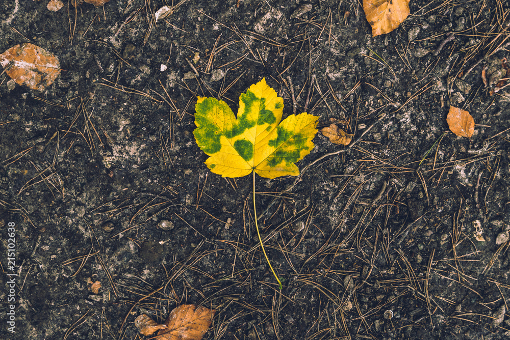 Colorful leaf in autumn from above as template and background Colorful leaf in autumn from above as template and background