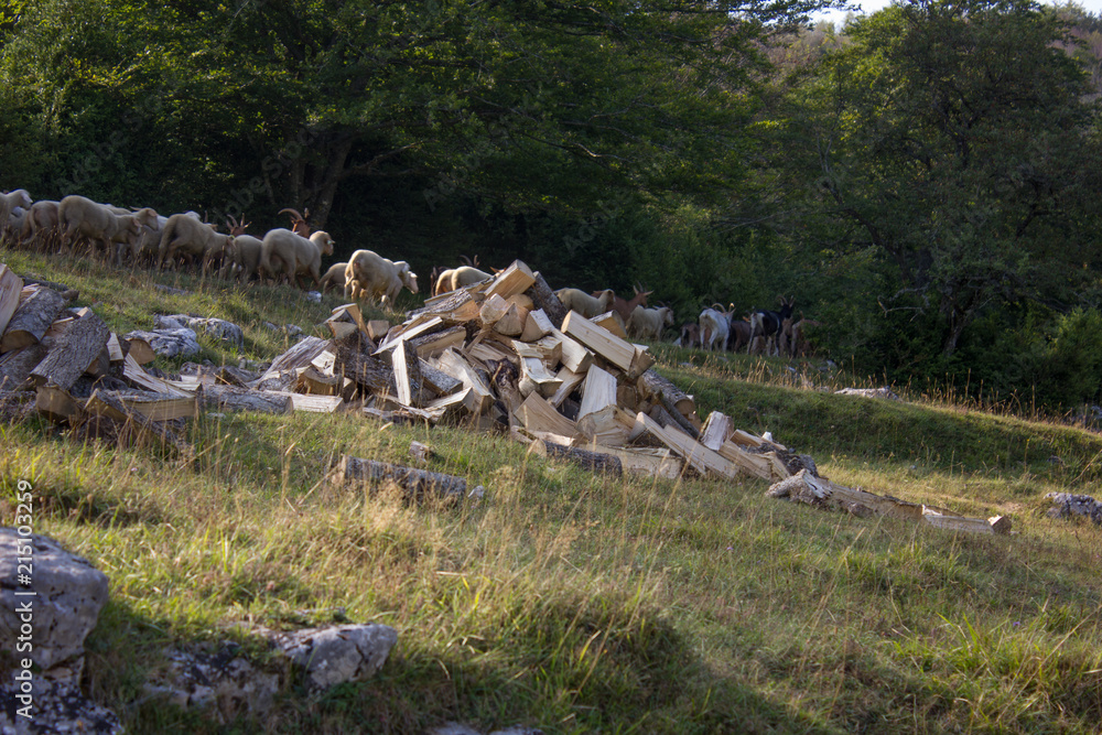 flock of sheep in the vercors, french alps. flock of sheep in the vercors, french alps.