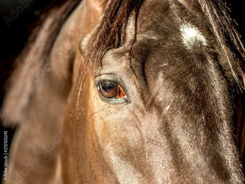 Closeup of horse eye in the bright morning sun