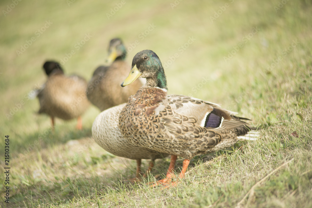 Ducks in a pond Ducks in a pond
