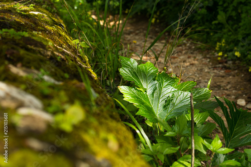 Green woods