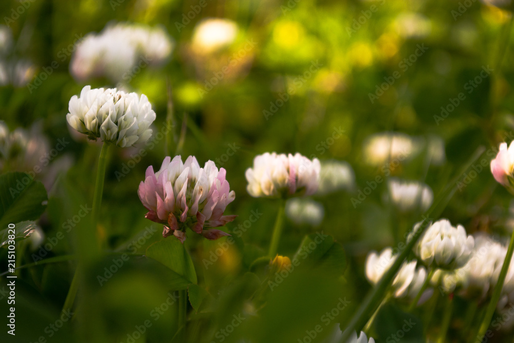 Sunset Flower Sunset Flower