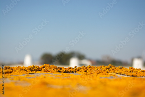 Orange Sea