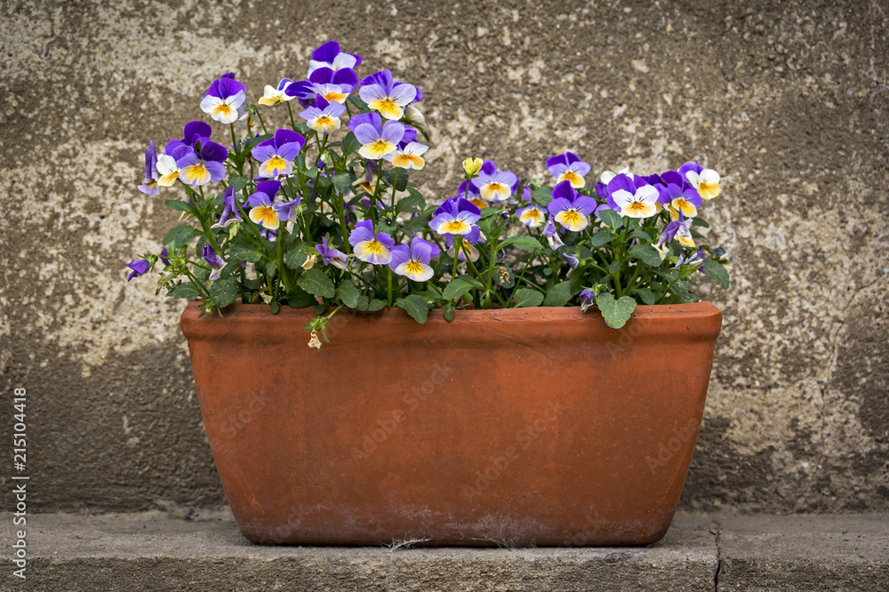 Flower pot with pansies