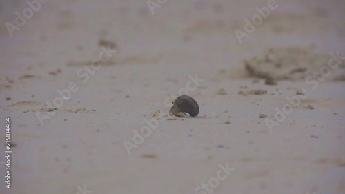 Crab On Sand Walking Away - Static  photo