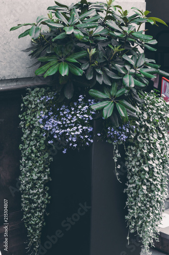 Blue flowers and grean leaves in the basket outdoors of the cafe.