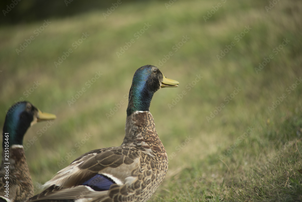 Ducks in a pond Ducks in a pond