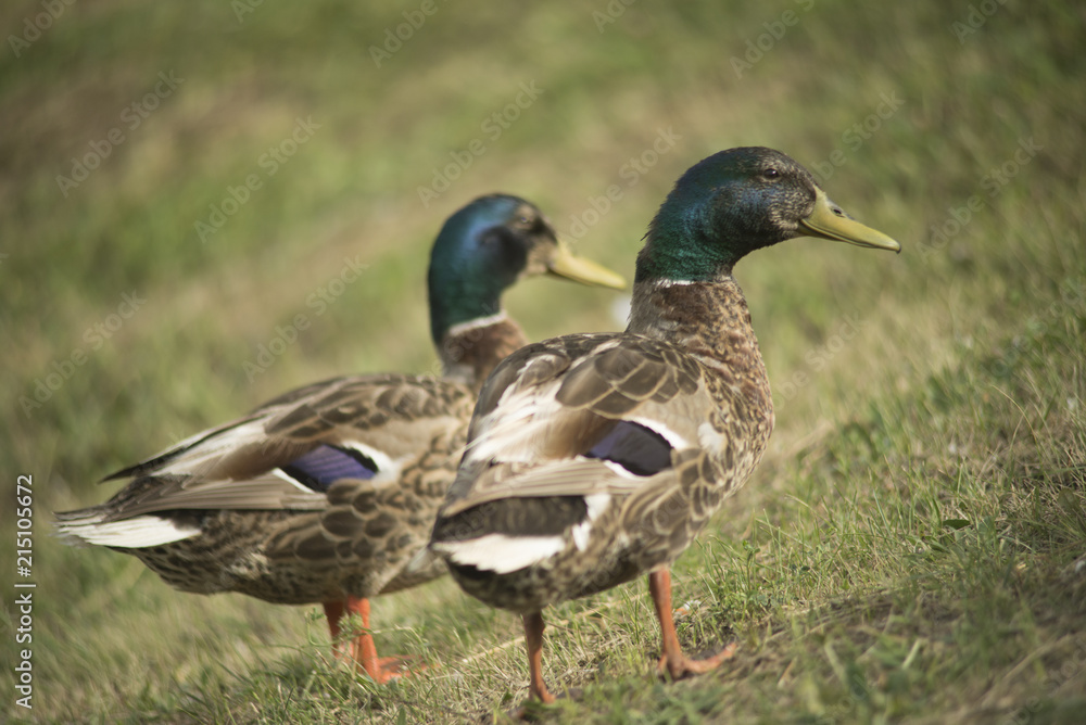 Ducks in a pond Ducks in a pond