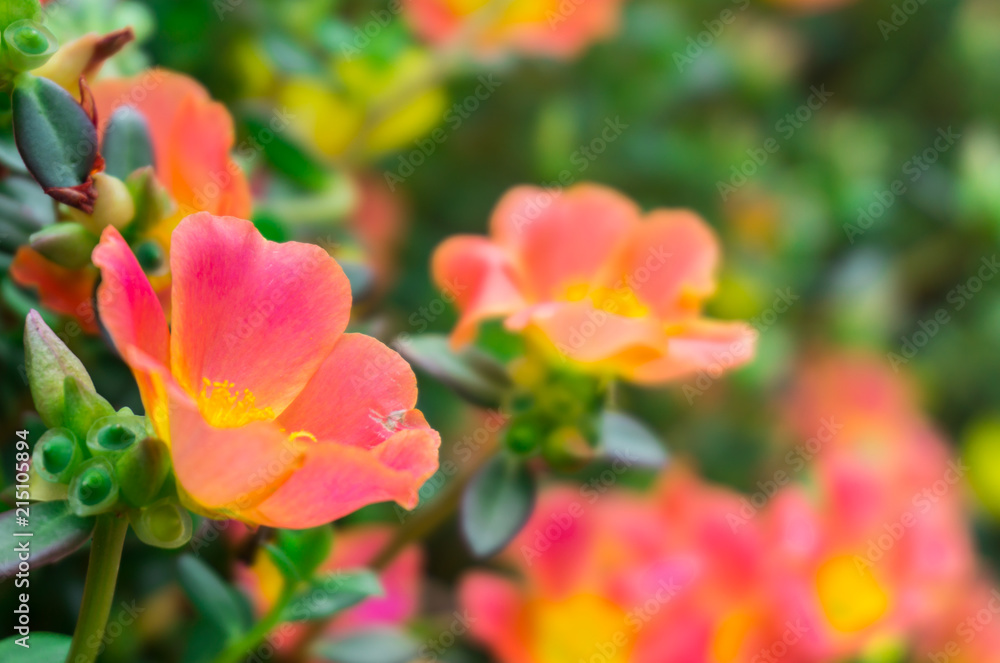 Beautiful colorful Purslane flower in the garden