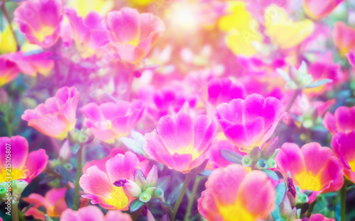 Beautiful colorful Purslane flower in the garden © ngstock