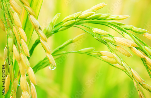 Drops on rice field in north Thailand, nature food landscape background.