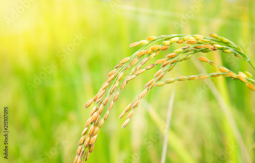rice field in north Thailand, nature food landscape background.
