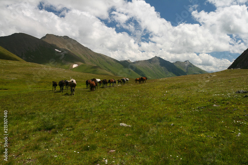Horses grazing in mountain meadows in the Arkhyz.