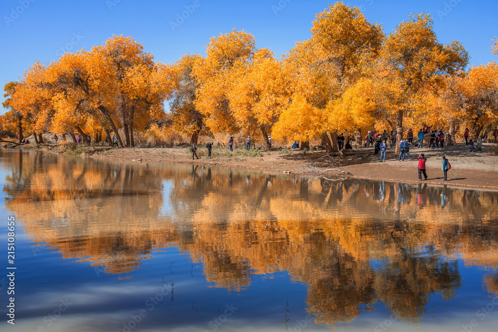 Obraz premium Populus Euphratica Forest